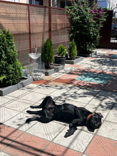 Gelya Guest house