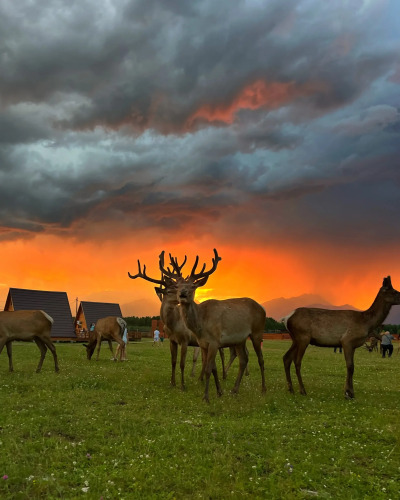 Отель Саянский марал