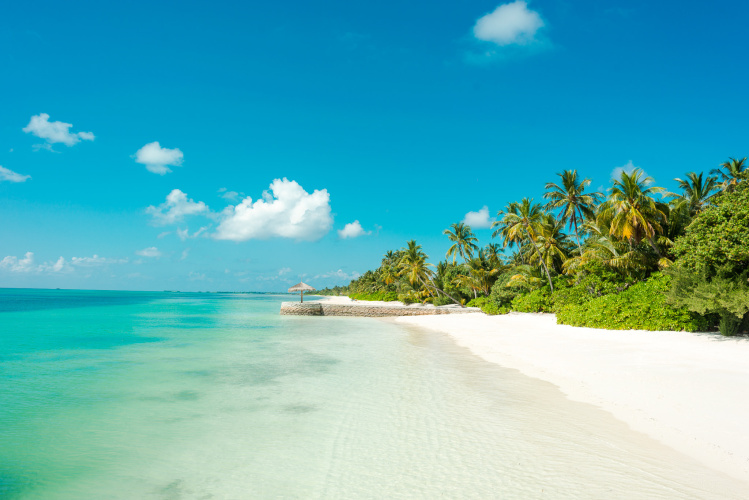 Canareef Resort Maldives photo 17