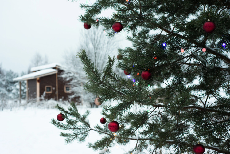 Фотография номера кемпинга Папоротник