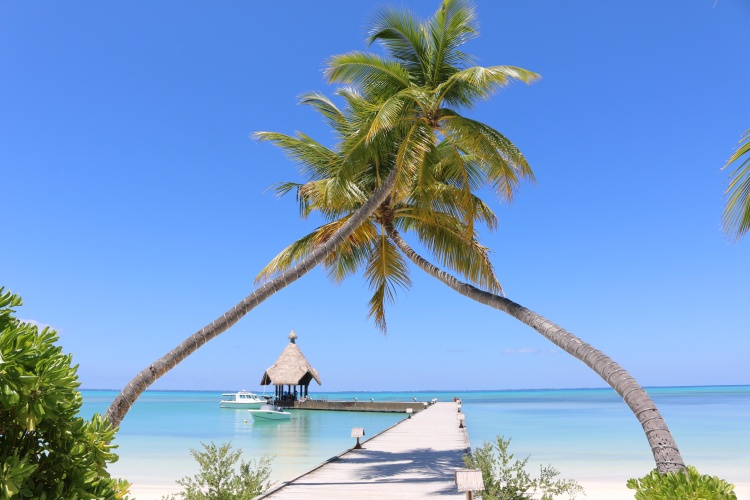Canareef Resort Maldives photo 13