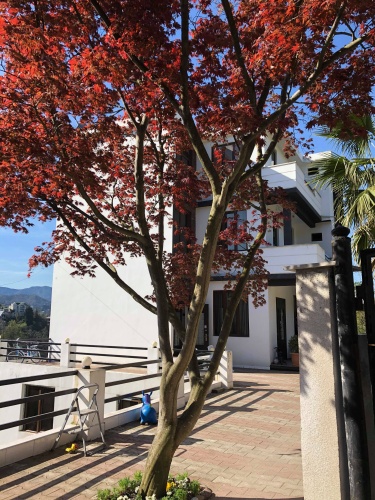 Suite with balcony and with view