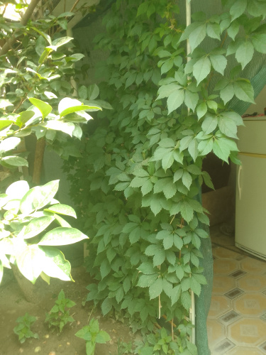 Raxat Guest House