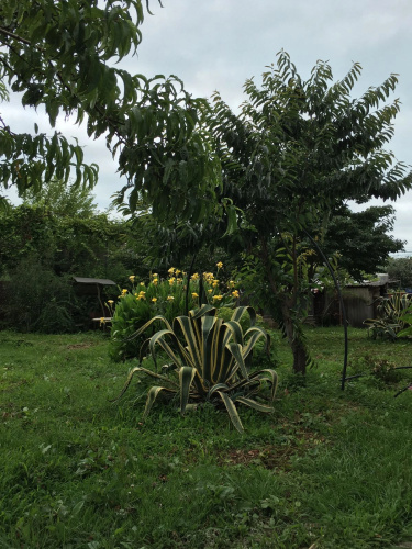 Agraa Guest house