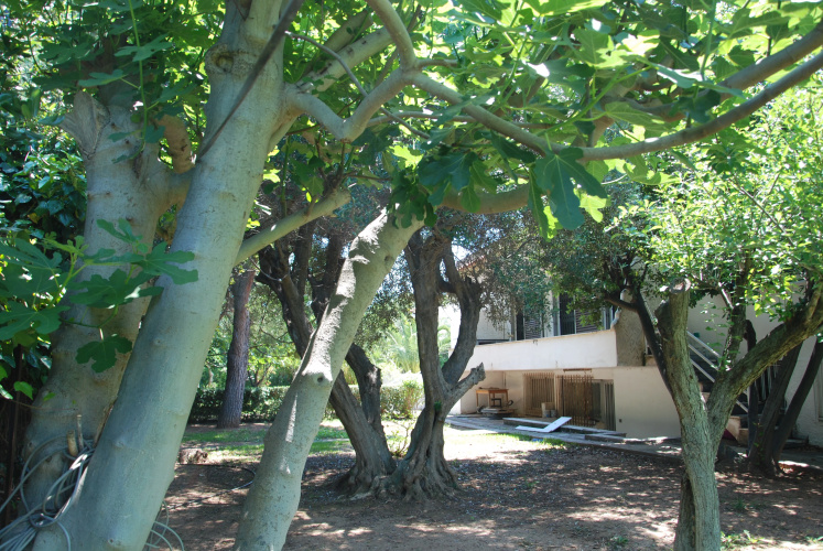 Villa Alexander