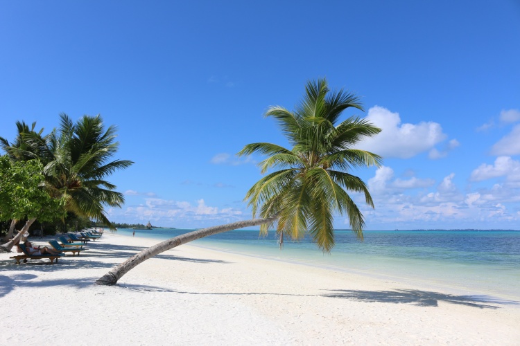 Canareef Resort Maldives photo 9