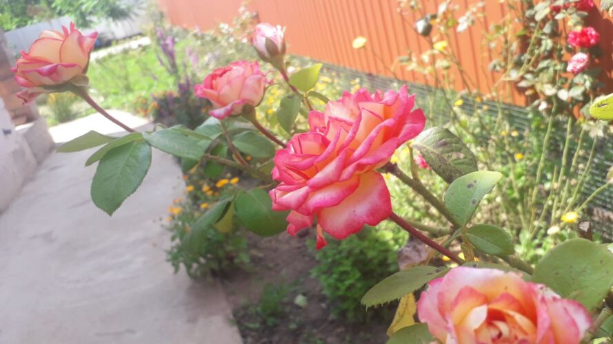 Изображение 1