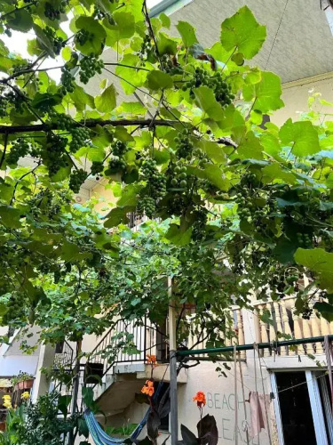 Mari Guest house