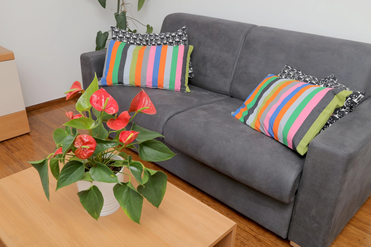 Abelia Apartments