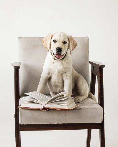 Фотография номера гостевого дома Усадьба Добролюбово