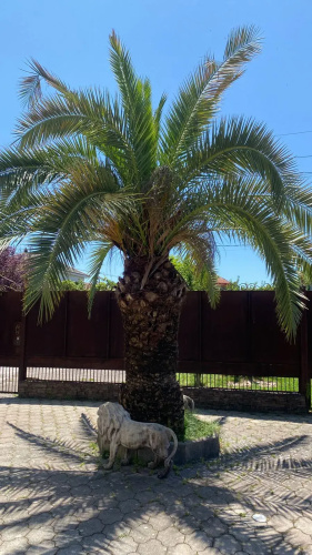 Gostevye Domiki Gudauta Guest House