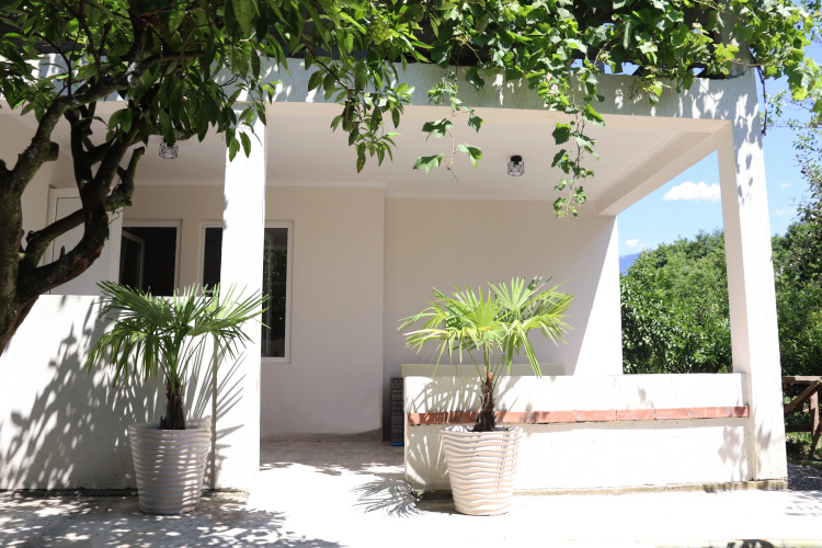 Citrus Tree Guest house