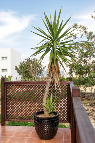 Апартаменты Joya Cyprus Seashore Garden
