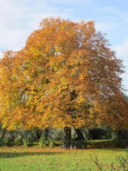 Fattoria di Camporomano