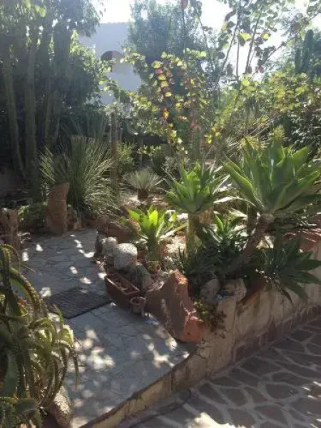 B&B Chorisia