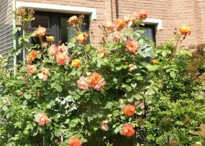 Ferienwohnung Carpe Diem