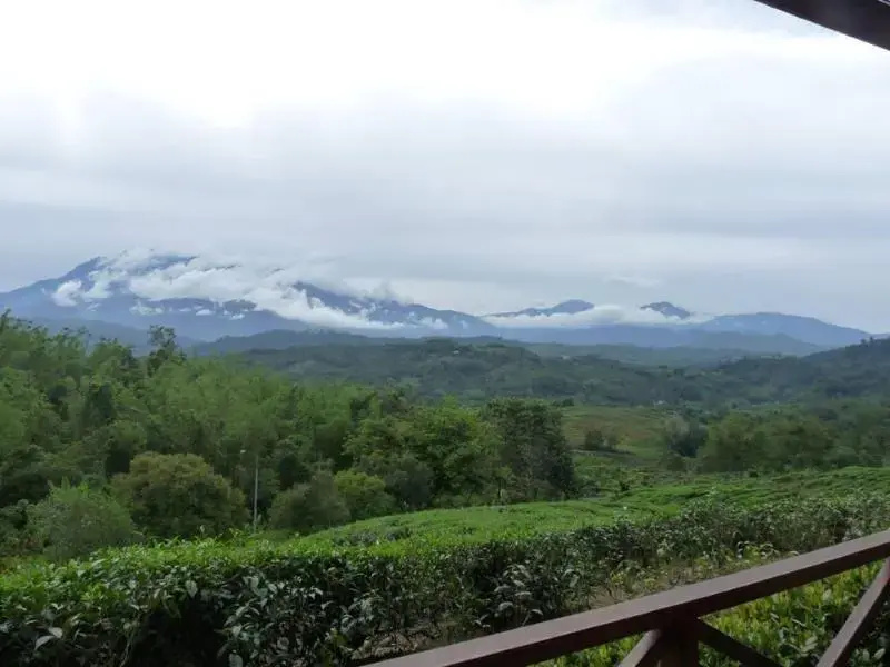 Sabah Tea Garden @ Cottages