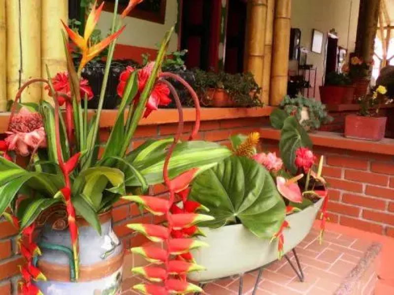 Fincahotel La Paloma Quindio