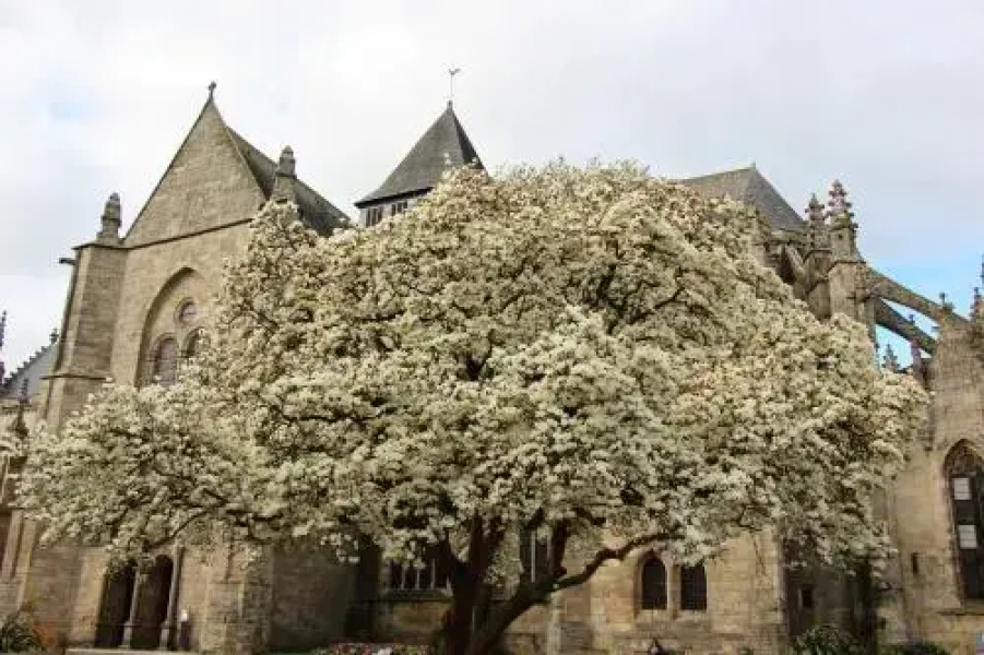 La Tocade Del Arte - Dinan