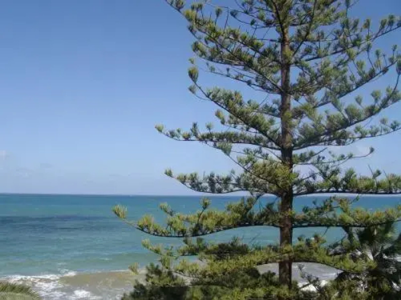 Pineta sul Mare B&B