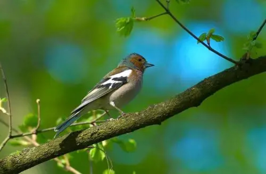 Apartmajsko naselje Ribniško Pohorje