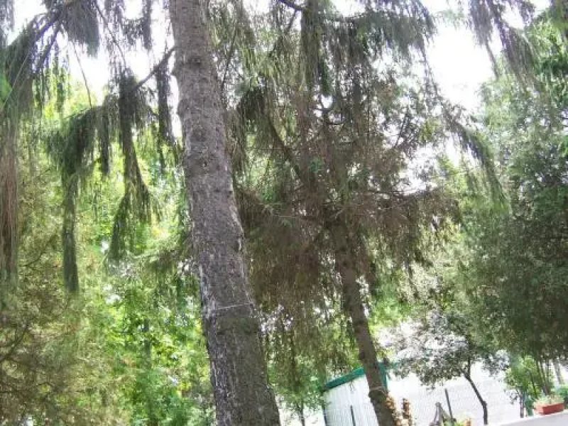 Pensiunea Ruxandra