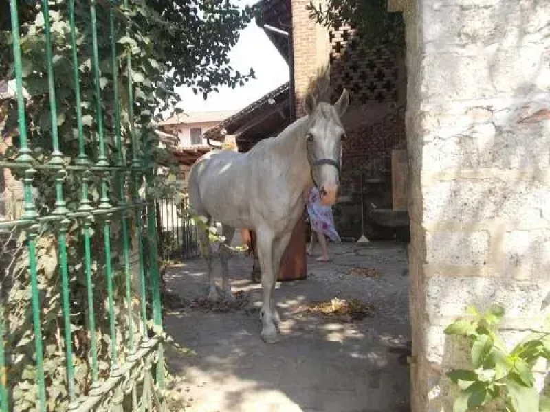 B&B Le Rivaldi la Maison vert