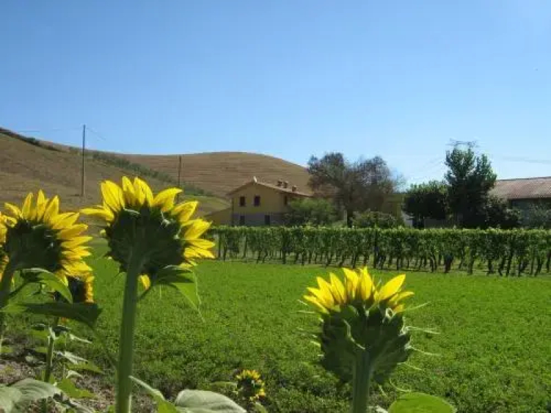 Agriturismo Podere Bellosguardo