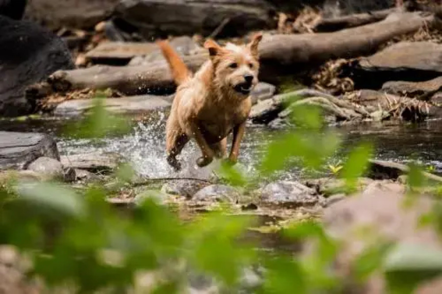 Hotel La Selva Agroecologica