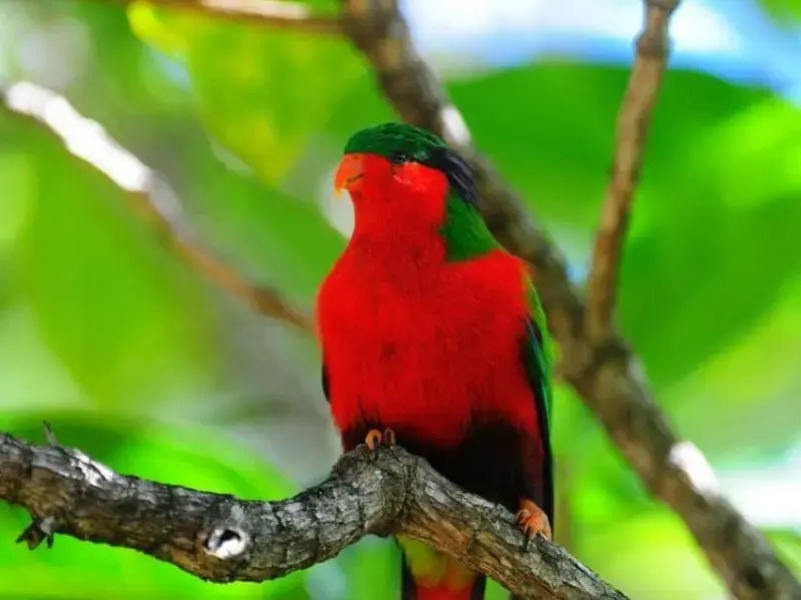 Pension Ueue Rimatara