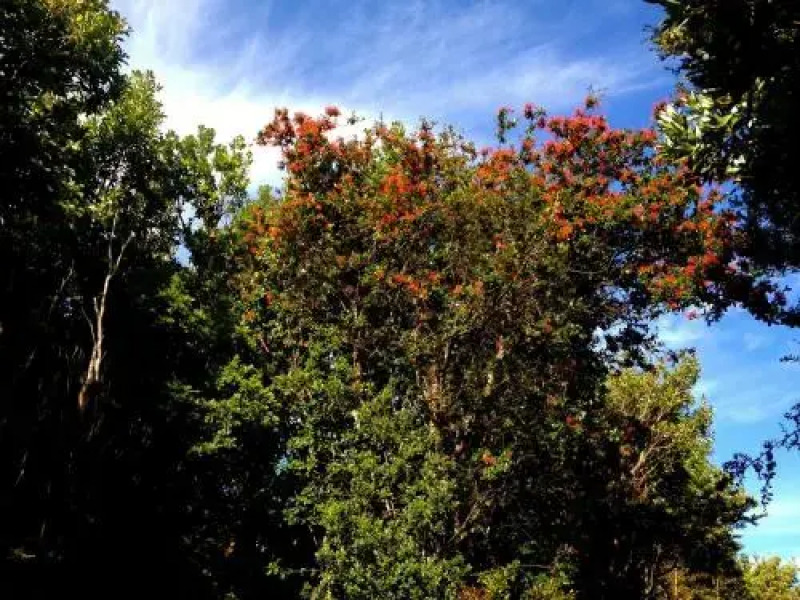 Hostel+Arte Capanegra