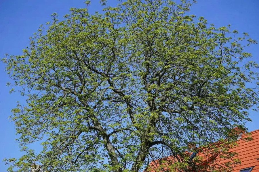 Landhaus Amelrode zu Altwarp
