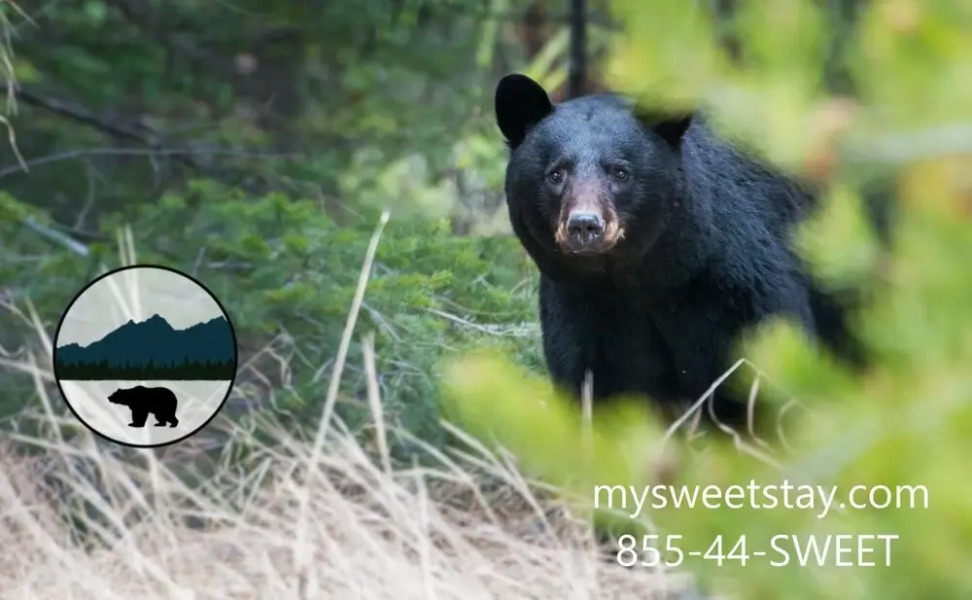 MVC - Unit 3201 - Mountain View Zodiac