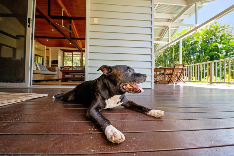 Serenity - Mudjimba - Pet Friendly Holiday Home