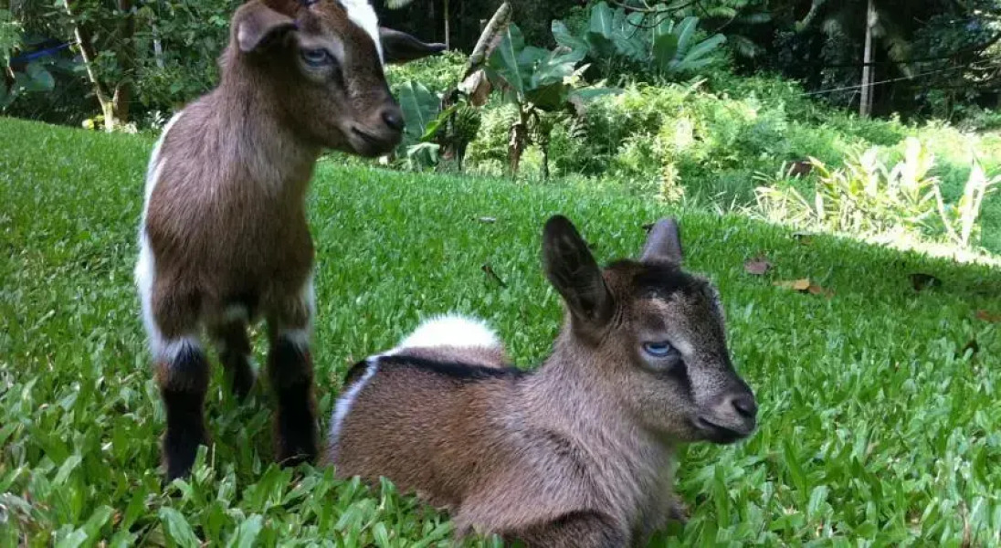 The Jungle Farmhouse