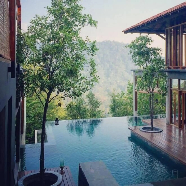 The Shorea