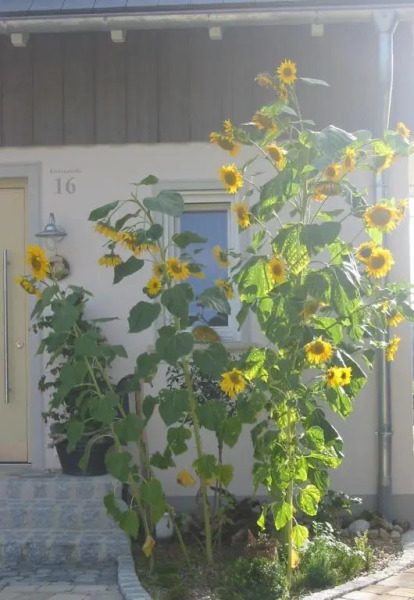 Ferienwohnung am Obstgarten