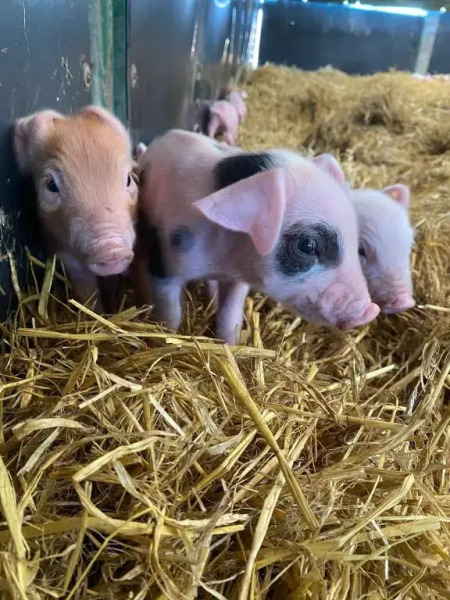 The Little John Petite Cosy Cabin Sleeps 2 Near Sherwood Forest at Fairview Farm Nottingham set in 88 acres