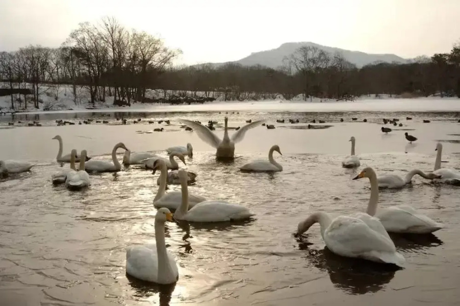 Onuma lakeside cottage