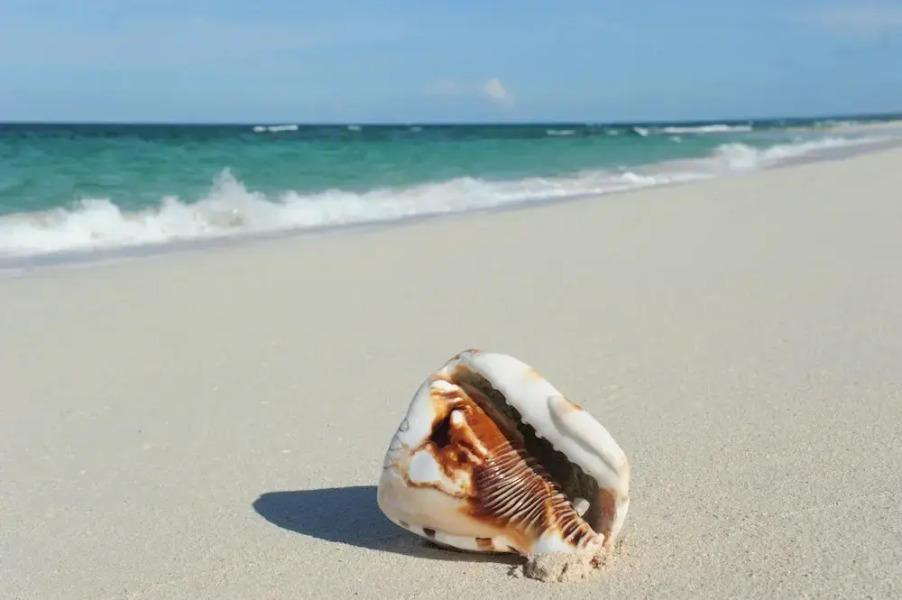 Island Getaway: Charming Cottage Steps From The Beach