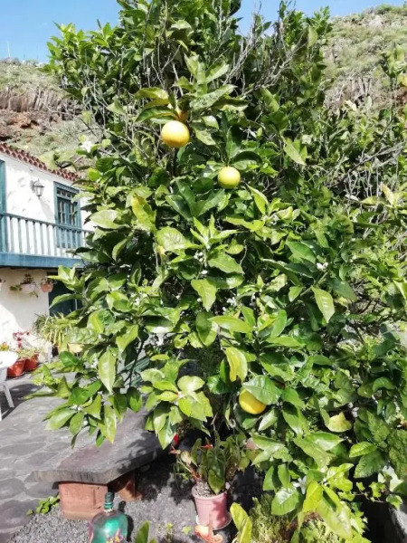 Große Finca 19Jh, Pool, Terrasse, nahe Santa Cruz