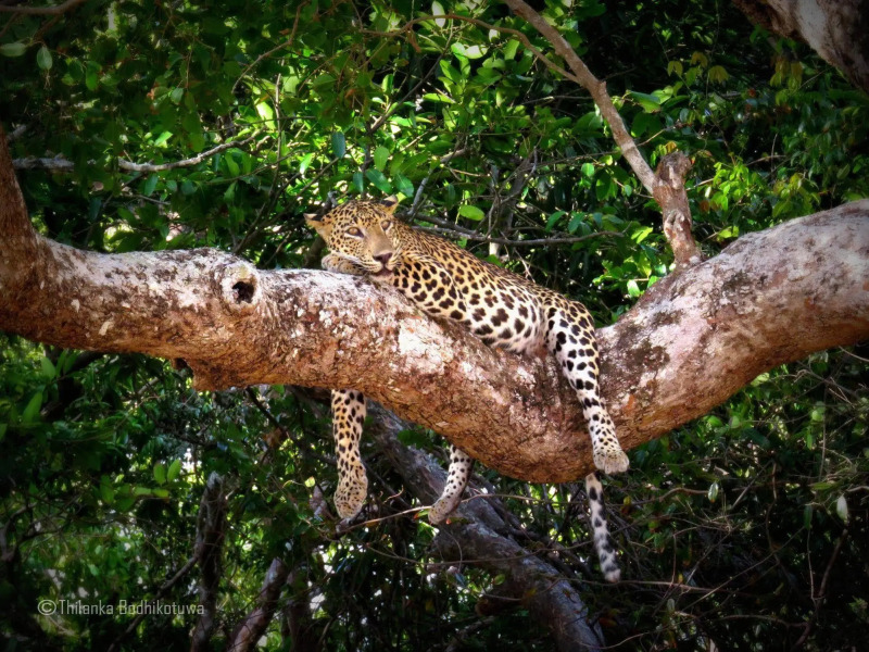 Mahoora - Wilpattu by Eco Team