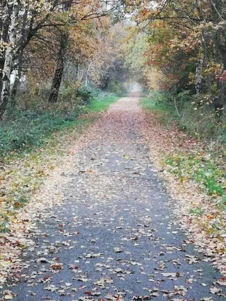 Rosehips at Kerensa, Naburn