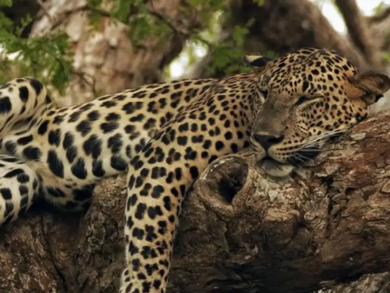 Kotiyagala Luxury Villas