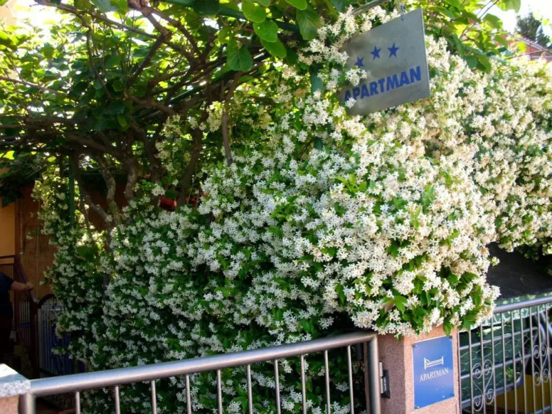 Apartments Đorđe & Anna