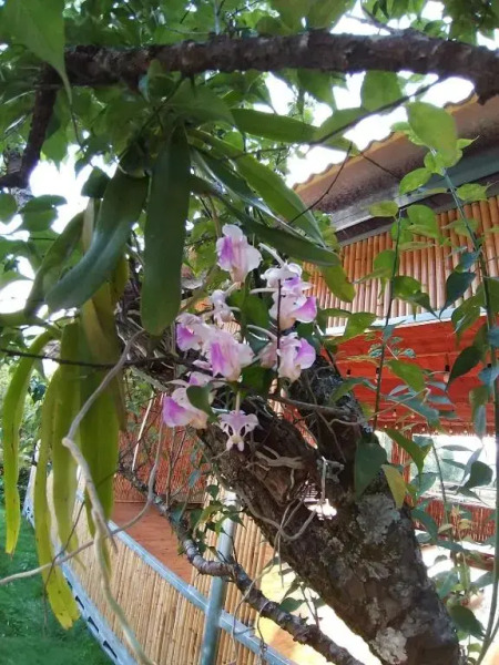 Eco House Mộc Châu