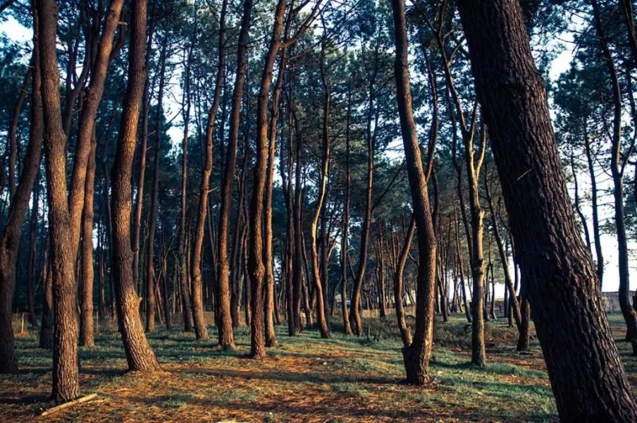 Guest house in Shekvetili