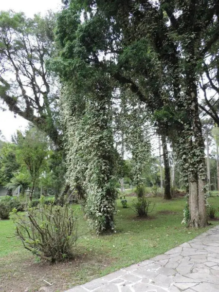 Residencial Confort Canela