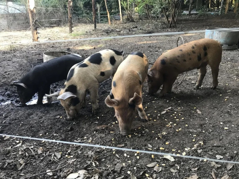 Chambres dHotes U Licetu