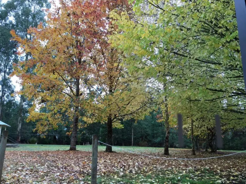 Goldberryaccommodation